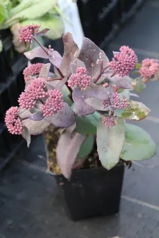 Vetkruid (Sedum ‘Karfunkelstein‘) | Veel gekozen