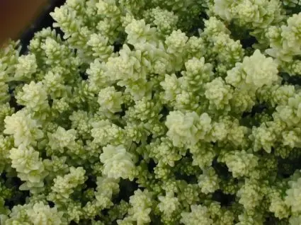 Muurpeper (Sedum acre ‘Elegans‘) - Deal