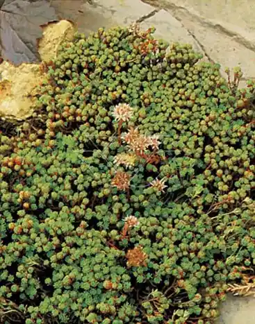 Vetkruid (Sedum lydium) | Nu beschikbaar
