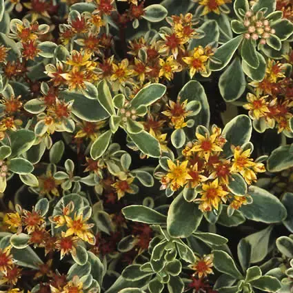 Vetkruid (Sedum kamtschaticum ‘Variegatum‘) - Topproduct