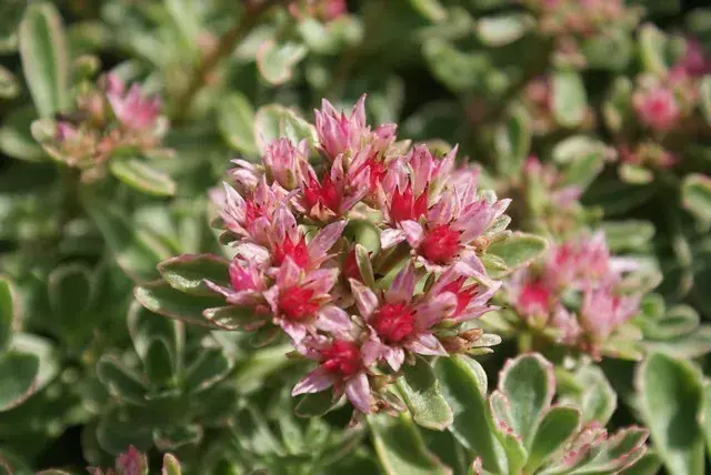 Vetkruid (Sedum spurium ‘Variegatum‘) - Populair