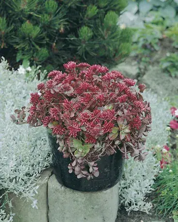 Professionele kwaliteit | Vetkruid (Sedum spurium ‘Splendens‘)
