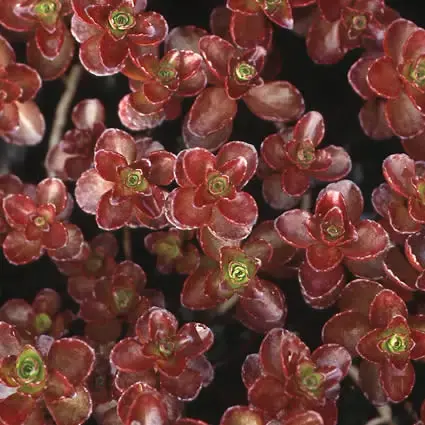 Vetkruid (Sedum spurium ‘Schorbuser Blut‘) | Topdeal