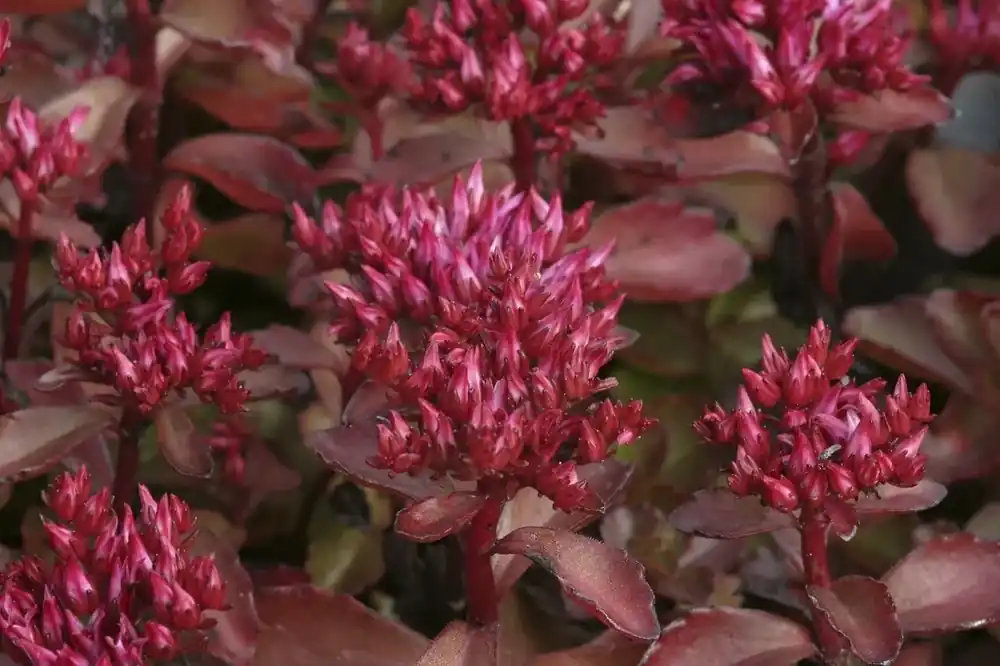 Lage prijs - Vetkruid (Sedum spurium ‘Purpurteppich‘)