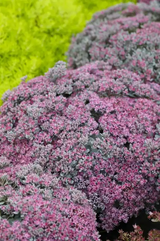 Actieprijs | Vetkruid (Sedum ‘Robustum‘)