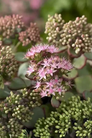 Wees er snel bij | Vetkruid (Sedum sieboldii)