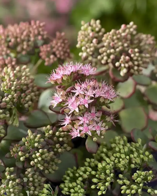 Wees er snel bij | Vetkruid (Sedum sieboldii)