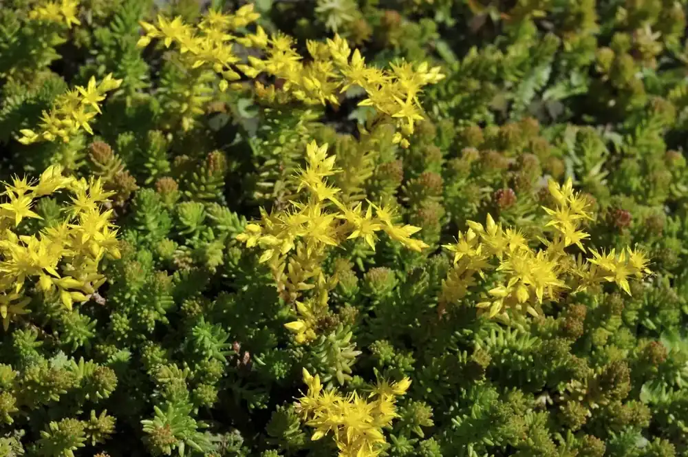 Lage prijs | Vetkruid (Sedum sexangulare)