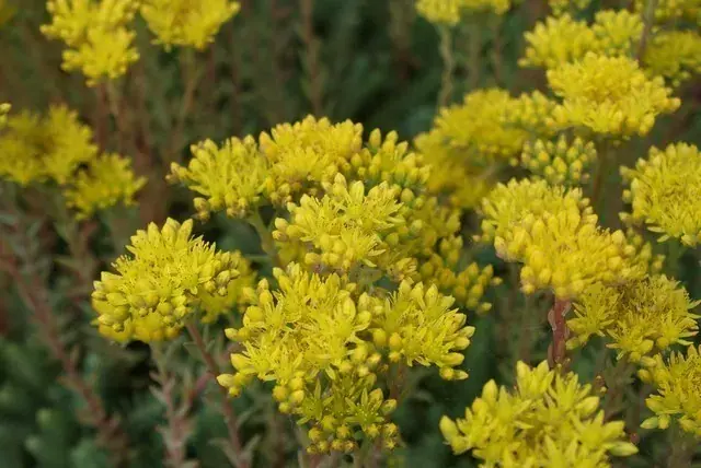 Vetkruid (Sedum reflexum) - Professionele kwaliteit