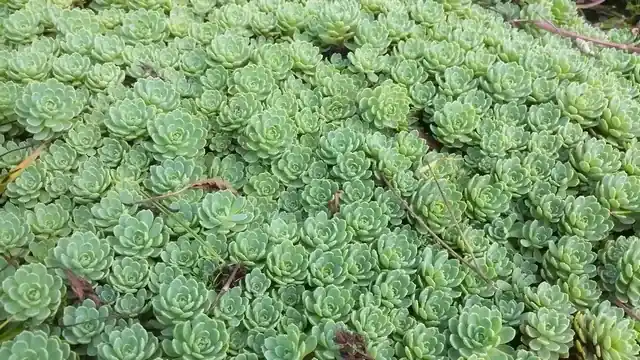 Vetkruid (Sedum pachyclados) | Topkwaliteit