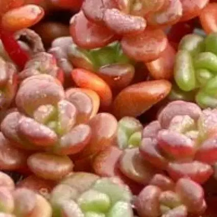 Populair | Vetkruid (Sedum oreganum)