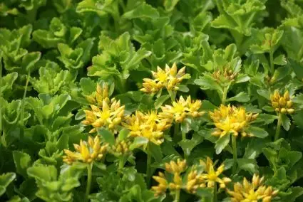 Vetkruid (Sedum kamtschaticum) - Populair bij klanten