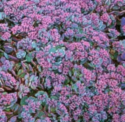 Nieuw in de shop - Vetkruid (Sedum cauticola ‘Lidakense‘)