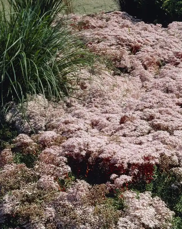 Vetkruid (Sedum album ‘Murale‘) | Fabrieksprijs