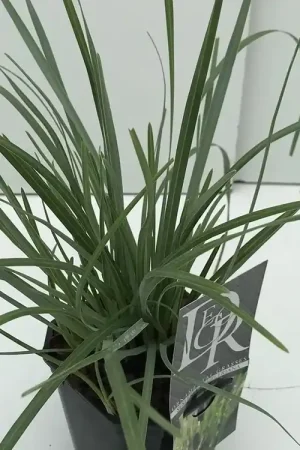 Actieprijs - Blauwgras (Sesleria heufleriana)