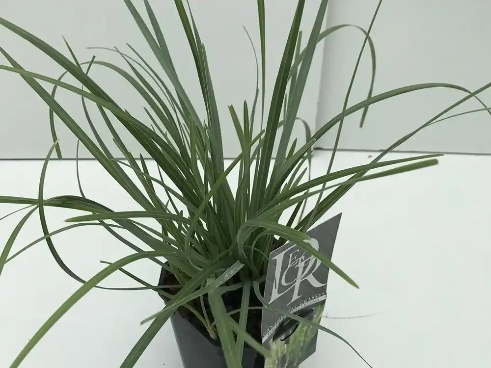 Actieprijs - Blauwgras (Sesleria heufleriana)