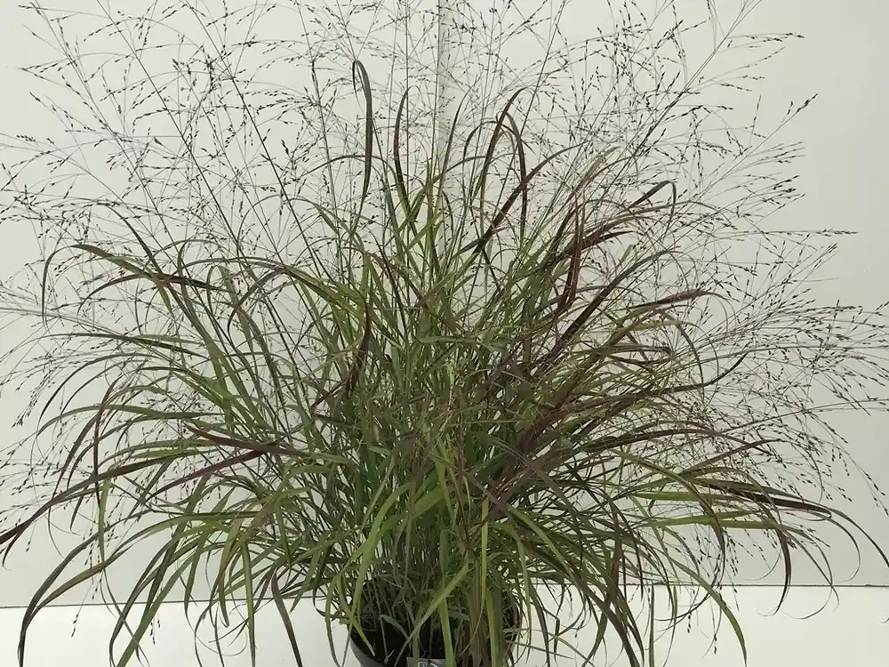 Vingergras (Panicum virgatum ‘Sangria‘) - Alleen vandaag