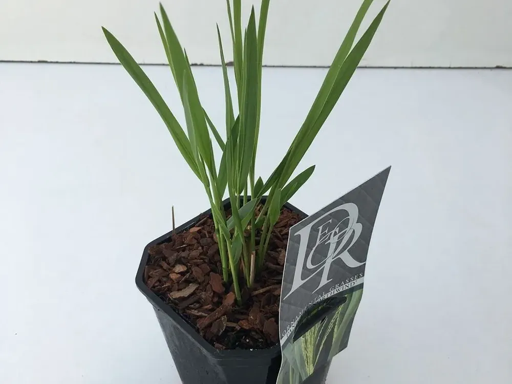 Pak je kans - Vingergras (Panicum virgatum ‘Northwind‘)