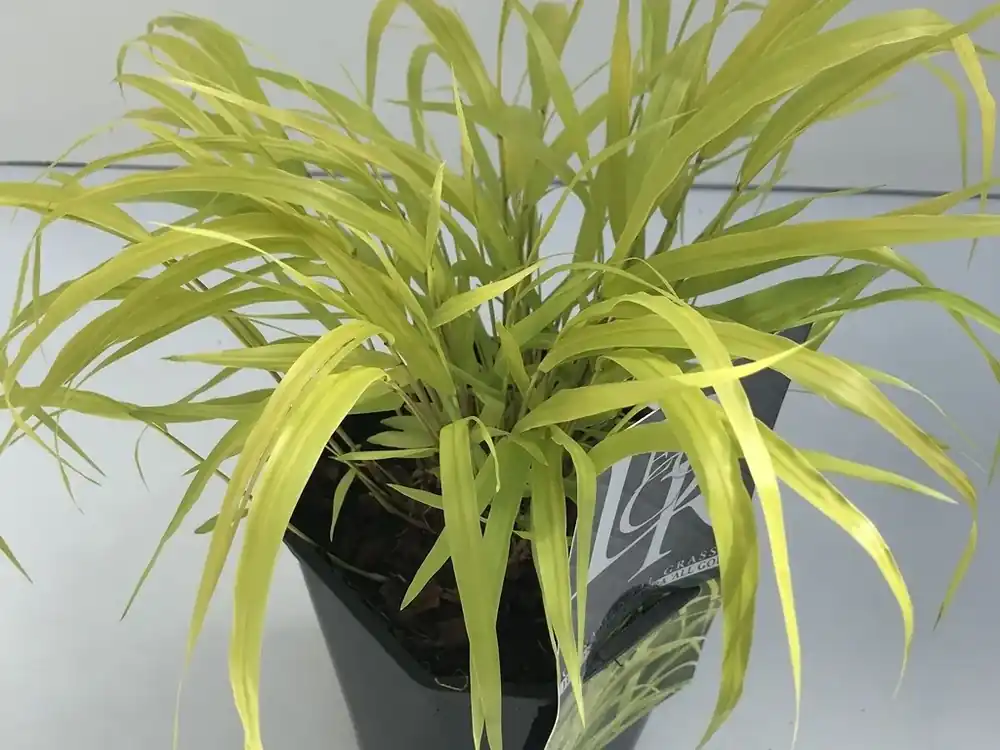 Klantfavoriet - Japans berggras (Hakonechloa macra ‘All Gold‘)