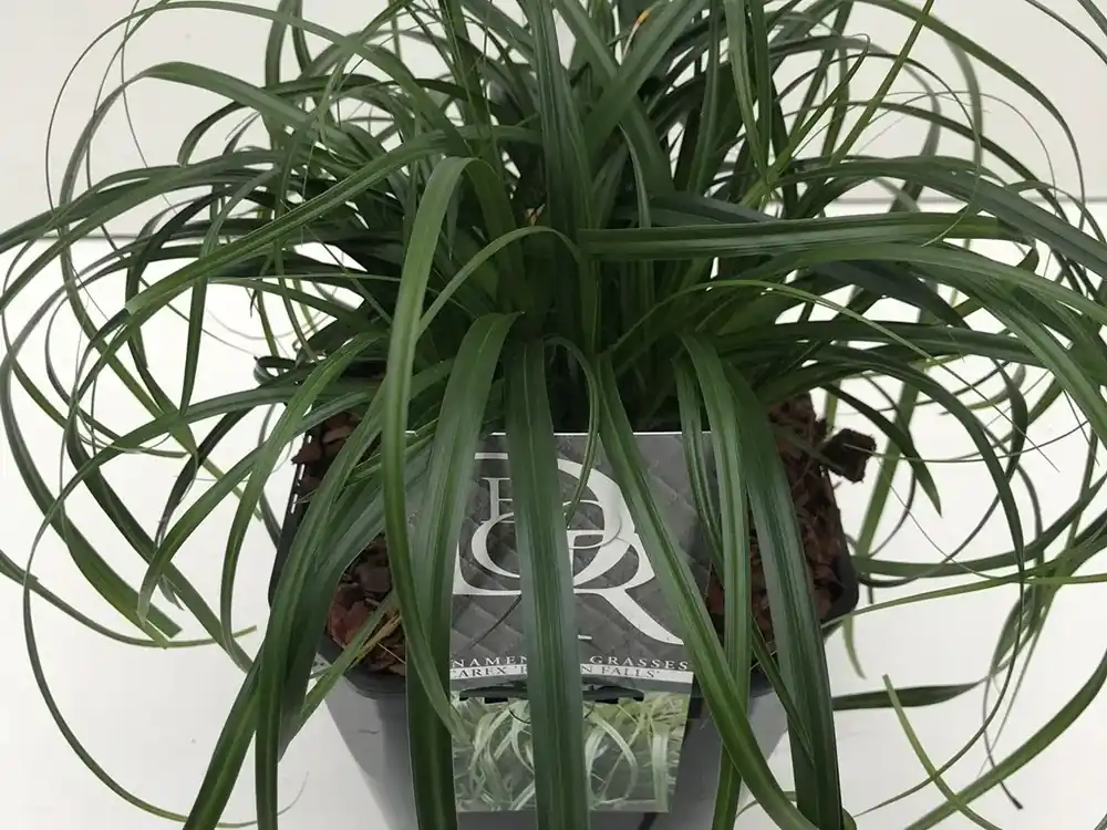 Topprijs - Zegge (Carex ‘Ribbon Falls‘)