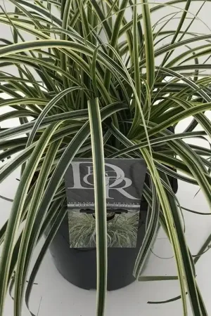 Zegge (Carex ‘Feather Falls‘) - Prijs verlaagd