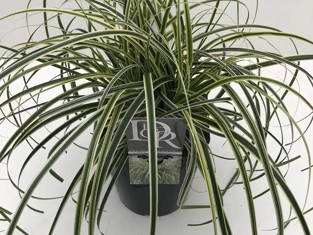 Zegge (Carex ‘Feather Falls‘) - Prijs verlaagd