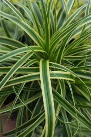 Zegge (Carex Evercream) - Veel gevraagd