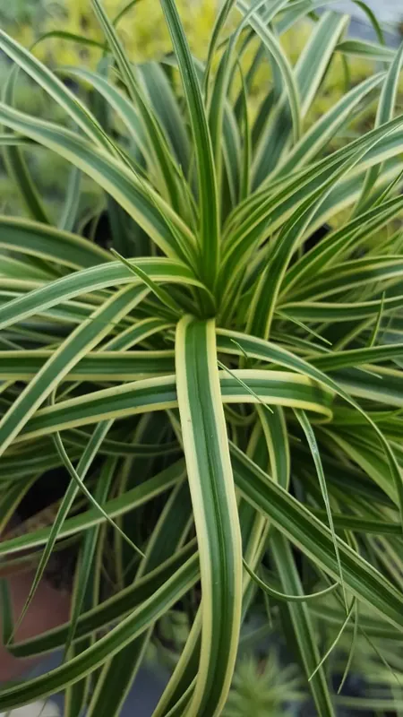 Zegge (Carex Evercream) - Veel gevraagd