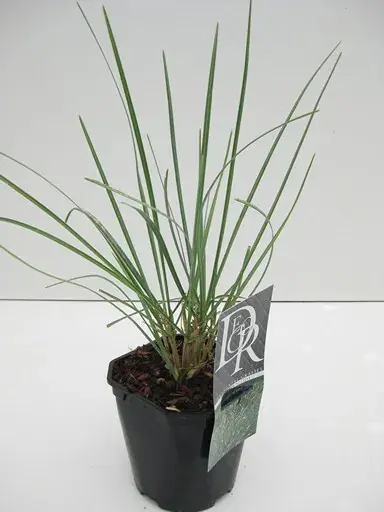 Veel gekozen | Blauwgras (Sesleria nitida)