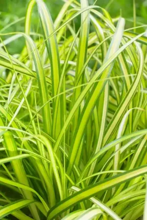 Zegge (Carex Eversheen) - Alleen deze week