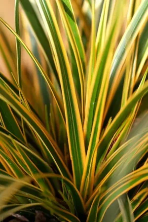 Zegge (Carex morrowii ‘Everglow‘) - Speciale aanbieding