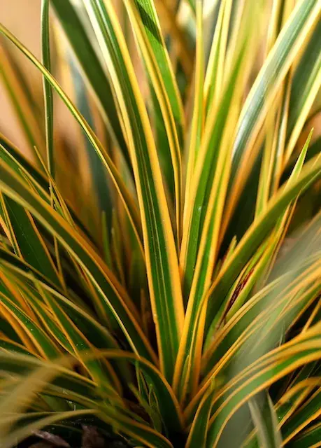 Zegge (Carex morrowii ‘Everglow‘) - Speciale aanbieding