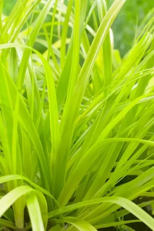 Zegge (Carex ‘Everillo‘) | Sale