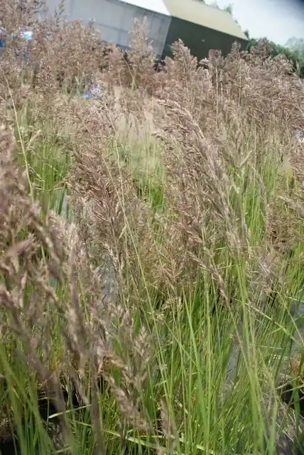 Struisriet (Calamagrostis acutiflora ‘Karl Foerster‘) BIO | Topproduct