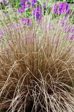 Zegge (Carex comans ‘Bronco‘) - Veel gevraagd