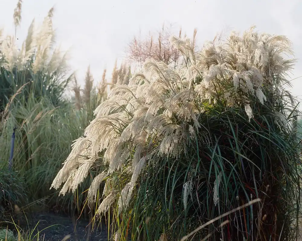 Online bestellen - Prachtriet (Miscanthus sinensis ‘Purpurascens‘)