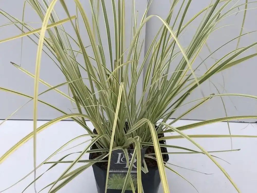 Pampasgras (Cortaderia selloana ‘Splendid Star‘) | Direct van de fabrikant
