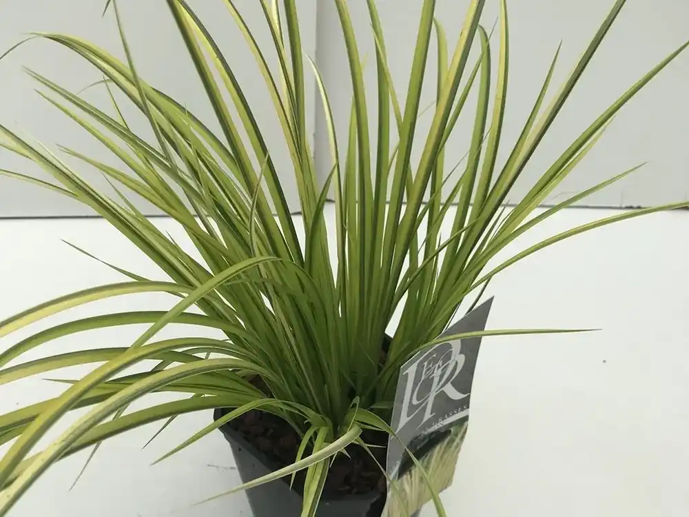 Dwergkalmoes (Acorus gramineus ‘Ogon‘) | Spoedlevering