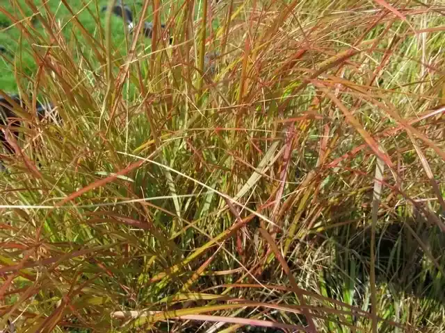 Speciale deal | Struisriet (Calamagrostis arundinacea)