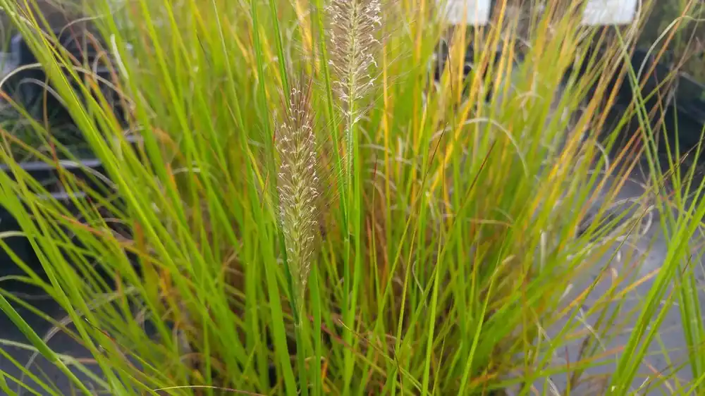 Lampepoetsersgras (Pennisetum alopecuroides ‘Cassian‘) - Laatste dagen