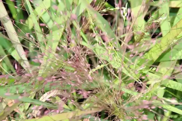 Liefdesgras (Eragrostis spectabilis) | Nog maar enkele beschikbaar