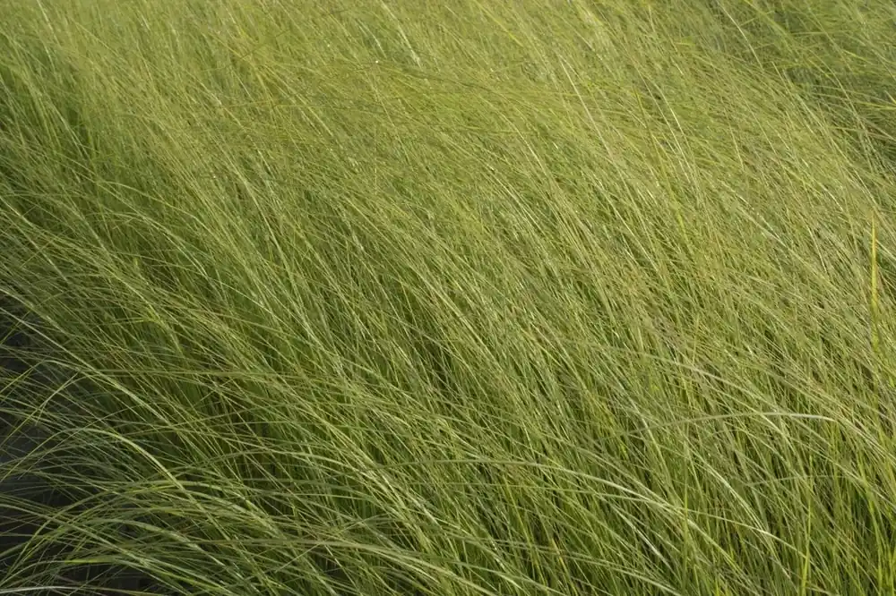 Extra korting - Liefdesgras (Eragrostis curvula)