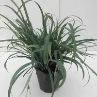 Direct leverbaar - Zegge (Carex ‘Bunny Blue‘)