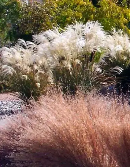Prachtriet (Miscanthus sinensis ‘Graziella‘) | Goed beoordeeld