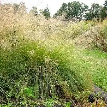 Parelgras (Sporobolus heterolepis) | Voordeelprijs