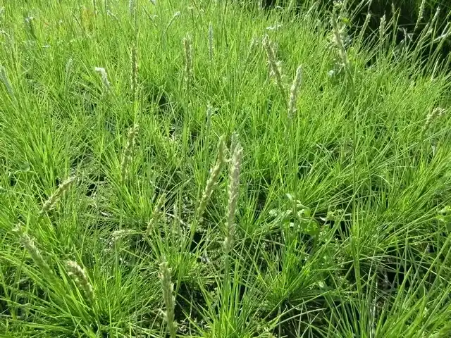 Blauw gras kopen? Sesleria autumnalis met groeigarantie | Hoog gewaardeerd