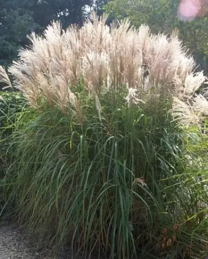 Deal - Prachtriet, Olifantgras (Miscanthus sinensis)