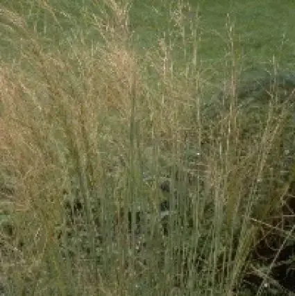 Vedergras (Stipa capillata) - Actie loopt bijna af
