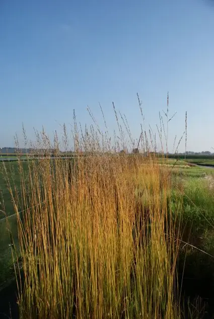 Topdeal | Pijpestrootje (Molinia arundinacea ‘Karl Foerster‘)