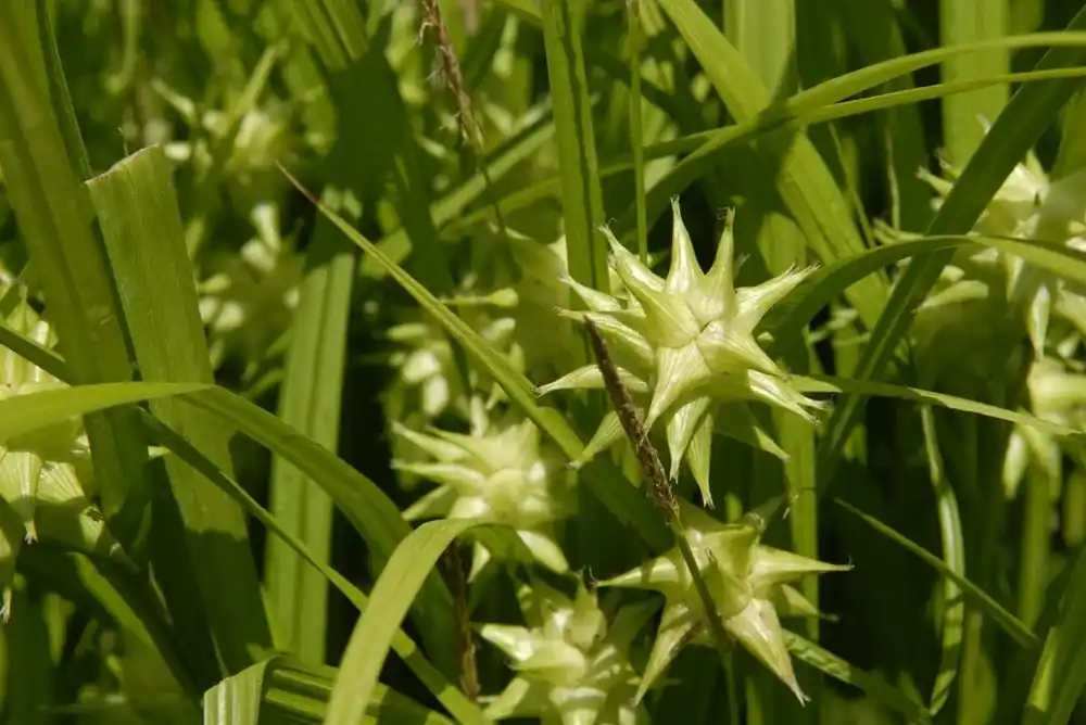 Morgenster (Carex grayi) - Online bestelbaar